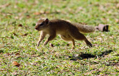 Paraxerus cepapi cepapi