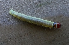Lepidoptera