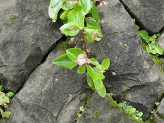 Begonia semperflorens-cultorum