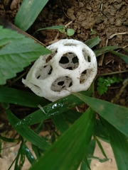 Clathrus roseovolvatus