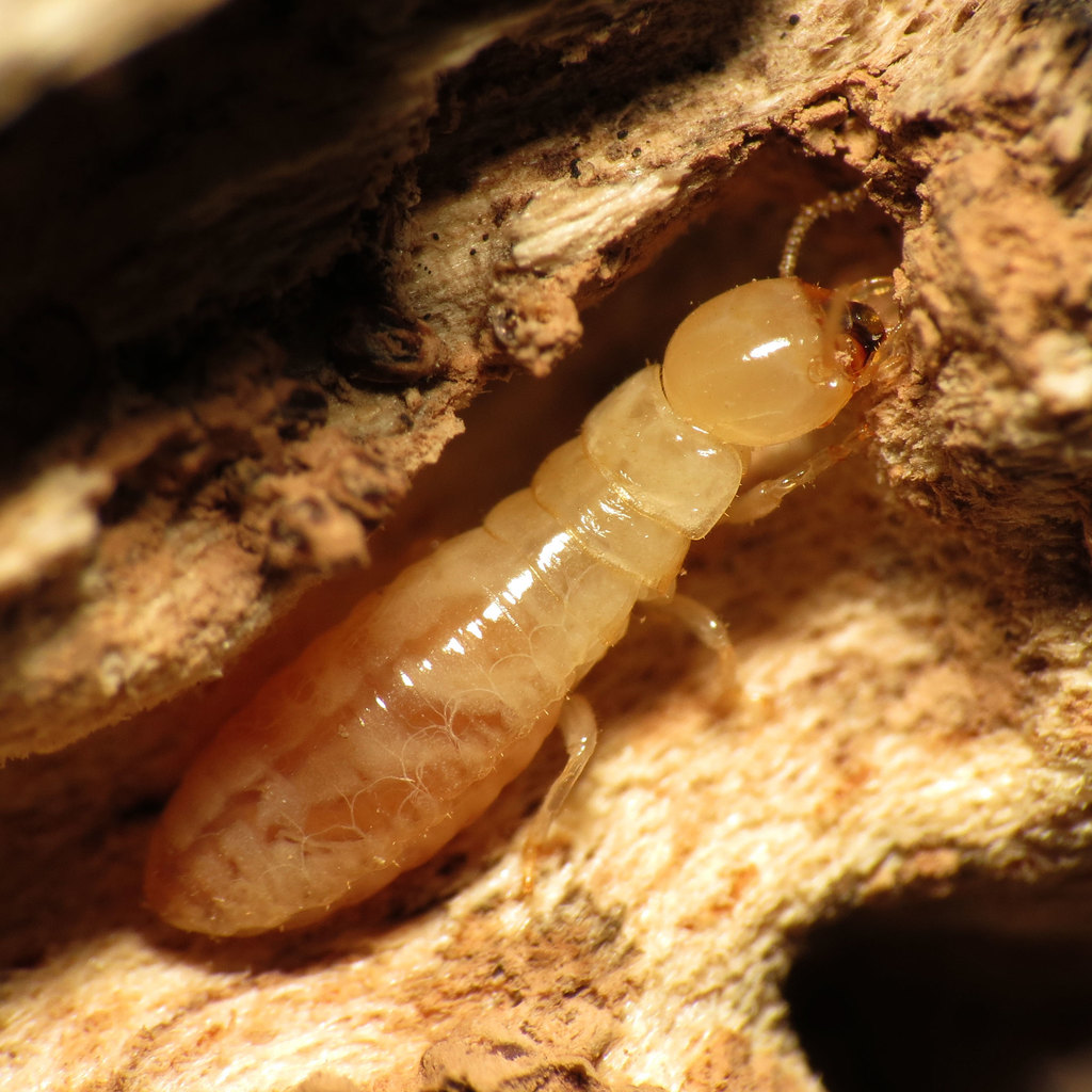 Yellownecked Dry-wood Termite