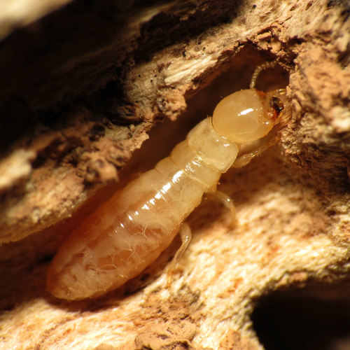Yellownecked Dry-wood Termite