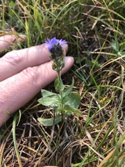 Veronica wormskjoldii