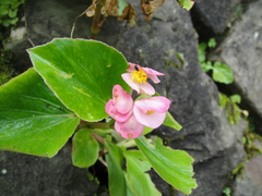 Begonia semperflorens-cultorum