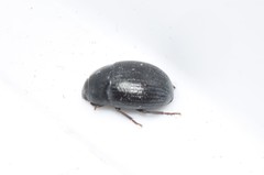 Micrositus orbicularis