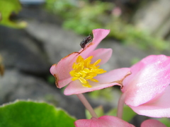 Begonia semperflorens-cultorum