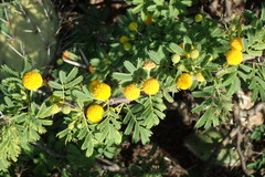 Vachellia tortuosa