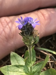 Veronica wormskjoldii