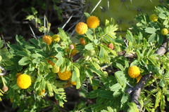Vachellia tortuosa