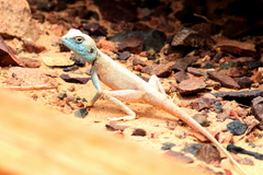 Pseudotrapelus sinaitus