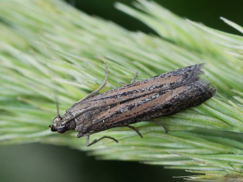 Scarce Clouded Knot-horn