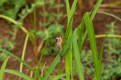 Diceroprocta marevagans