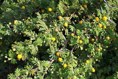 Vachellia tortuosa