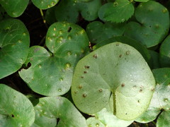 Puccinia asarina