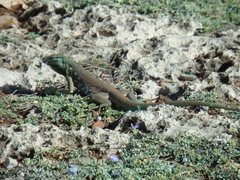 Cnemidophorus murinus