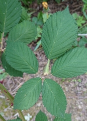 Rubus