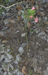 Oxalis pendulifolia