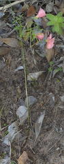 Oxalis pendulifolia