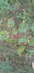 Phyllonorycter issikii