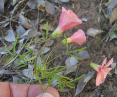 Oxalis pendulifolia