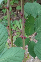 Rubus