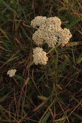 Achillea setacea