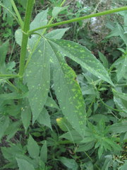 Puccinia xanthii