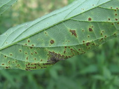 Puccinia xanthii