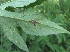 Puccinia xanthii