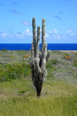 Cereus repandus