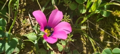 Moraea versicolor