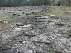 Pelargonium althaeoides