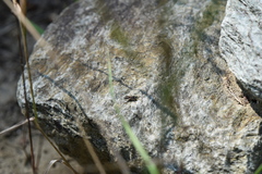 Alysson spinosus