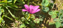Moraea versicolor