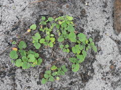 Pelargonium althaeoides