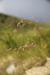 Festuca scabriculmis