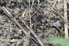 Alysson spinosus