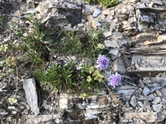 Scabiosa canescens