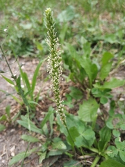 Plantago major
