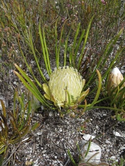 Protea aspera