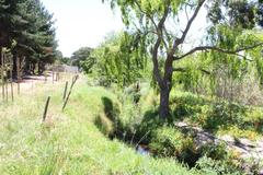 Salix babylonica babylonica