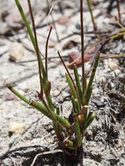 Pelargonium ternifolium
