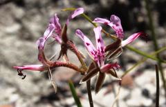 Pelargonium ternifolium