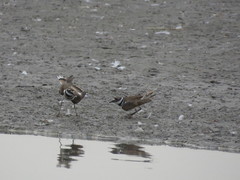 Charadrius vociferus