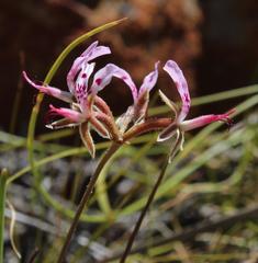 Pelargonium ternifolium