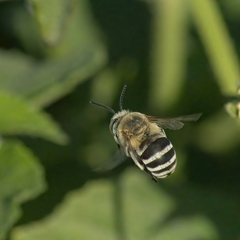 Amegilla quadrifasciata
