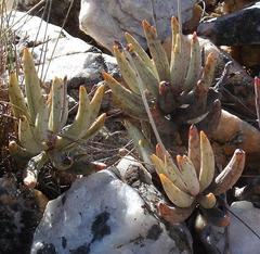 Adromischus