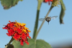 Amegilla quadrifasciata