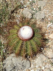 Melocactus macracanthos