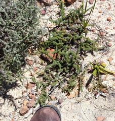 Aspalathus juniperina juniperina